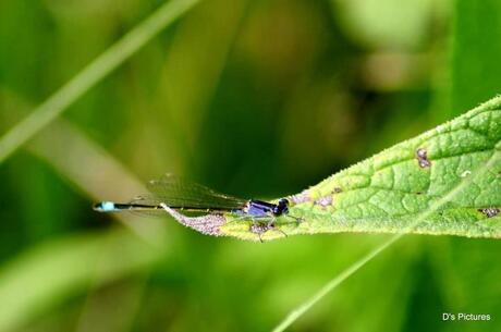 Blue Dragonfly