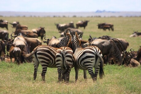 Roddelende zebra's