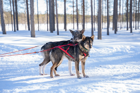 Huskies in Lapland