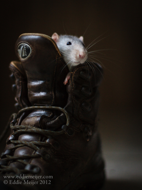 Rat in schoen