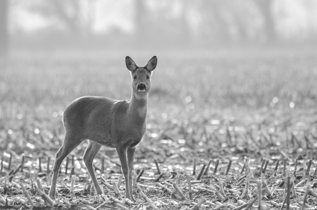 Ree in tegenlicht