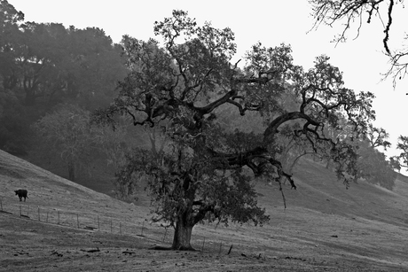 backroads Healdsburg Ca.