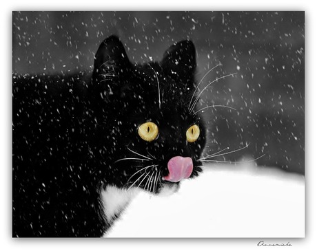 catching snowflakes