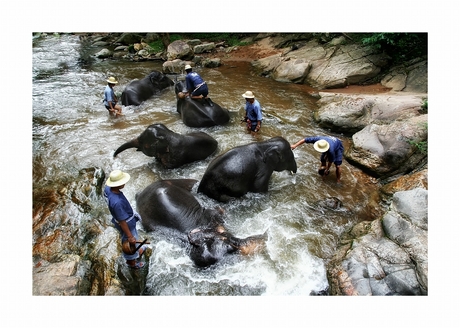 bathing elephants