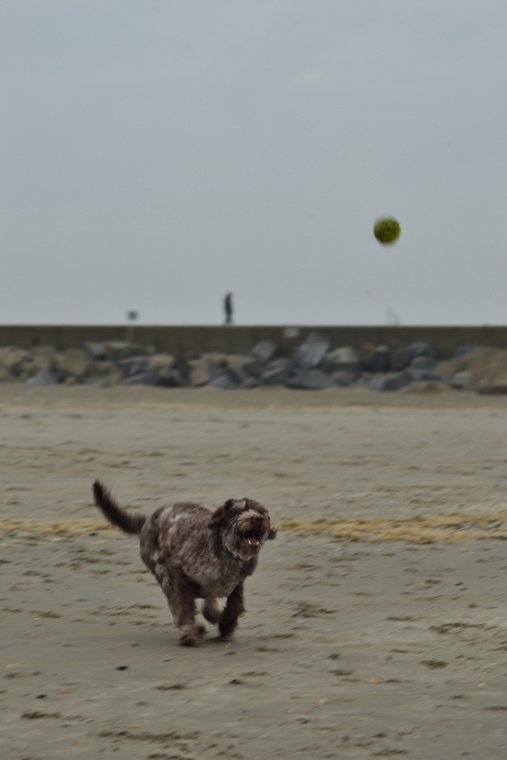 Labradoodle in actie