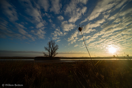 wibe-20181123-Biesbosch-02