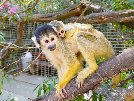 Samen bij mama