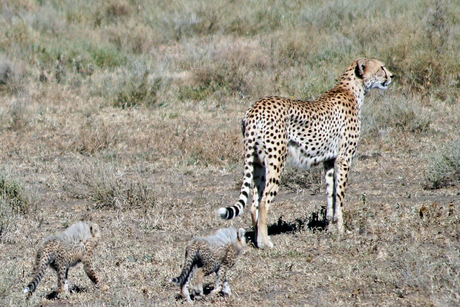 Cheetah Mom & kids