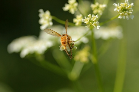 Macro bij