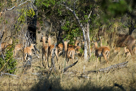 Wildlife tijdens wandeling 1