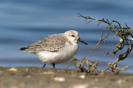 Drieteenstrandloper