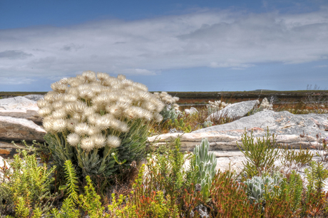 De Hoop Nature Reserve