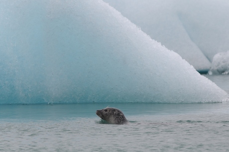 zeehond in gletsjermeer in ijsland