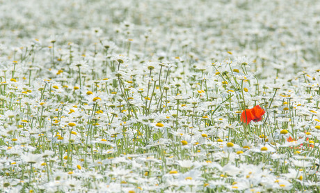 Bloemenveld met uitzondering