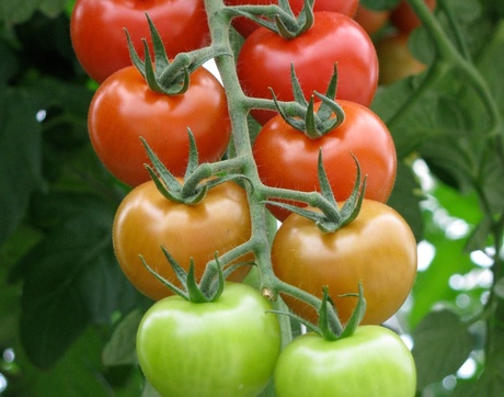 tomaatregenboog