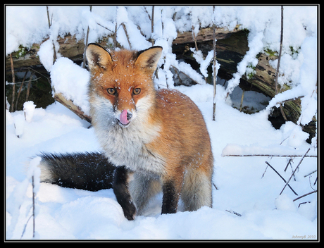 Lekker in de sneeuw