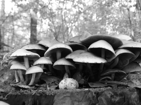 paddenstoelen BW