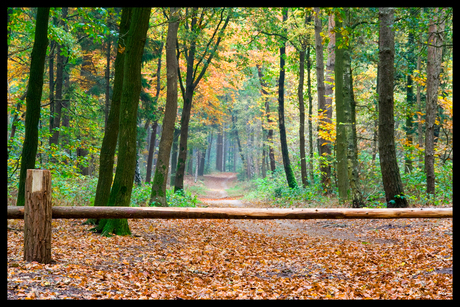 herfst tapijt