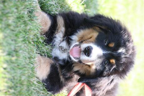 Berner Senner Pup