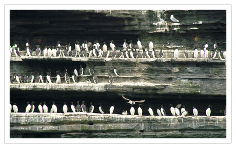 Atlantic Puffins