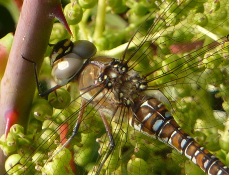 Drakenvlieg, of toch een libelle?