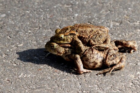 koudbloedigen samen in de warme zon