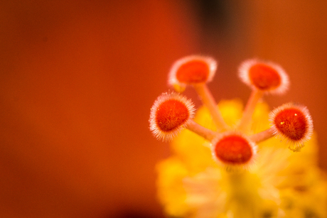 Colorful Flower