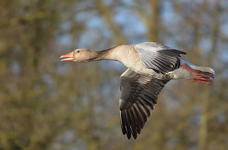 Grauwe Gans.