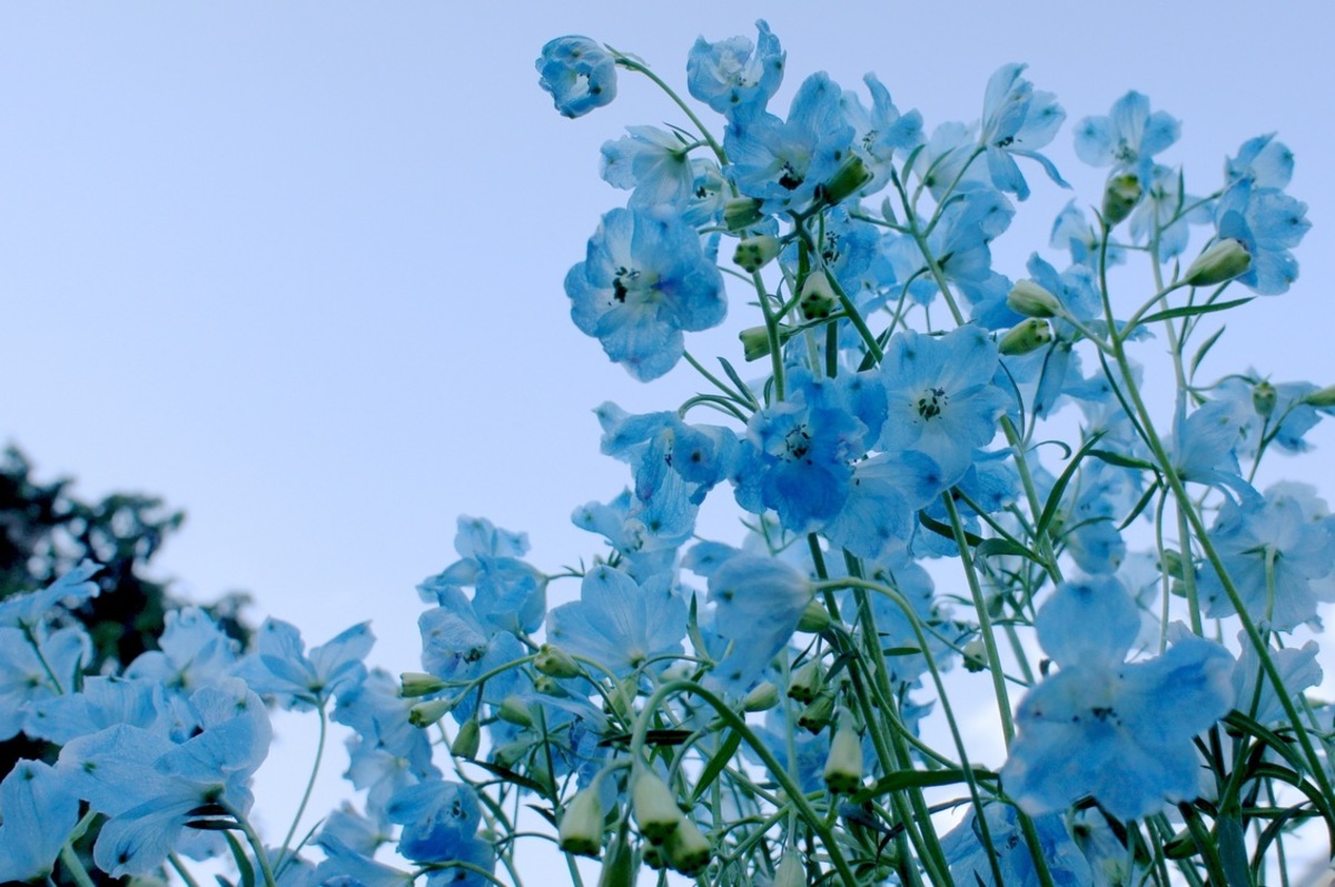 Blauwe bloemen - foto van - Natuur -