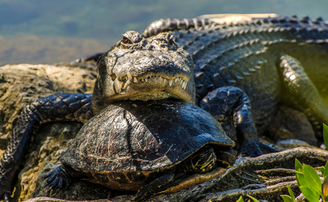 Amerikaanse alligator rustend op een schildpad.
