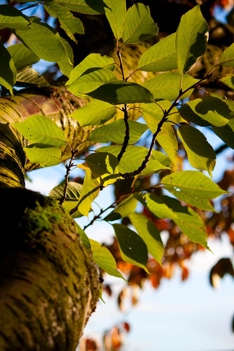 Boom, blad en tegenlicht