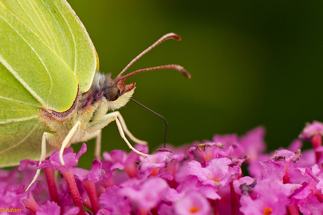 Citroenvlinder close up