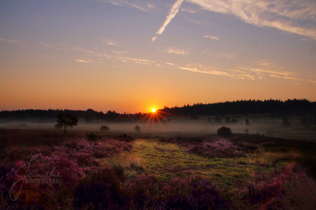 Morning glory op de Veluwe