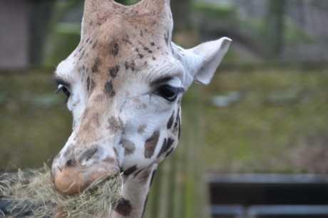 in de dierentuin