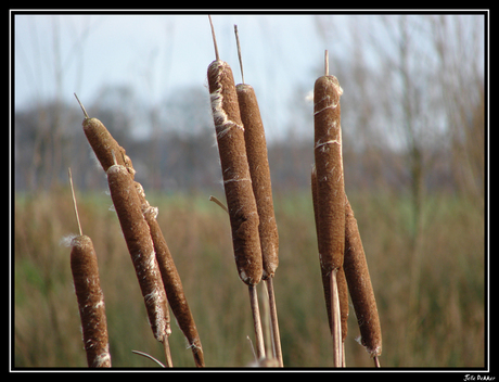 Natuurlijke Sigaren