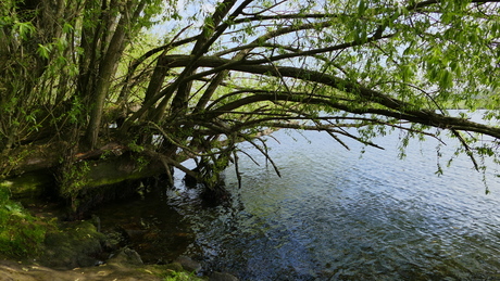 Maas en kreupelhout