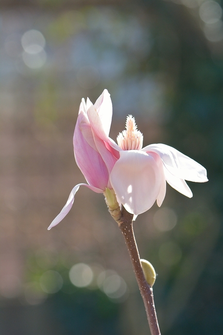 Magnolia met tegenlicht