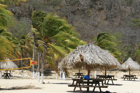 Palmboom en strand op Curacao