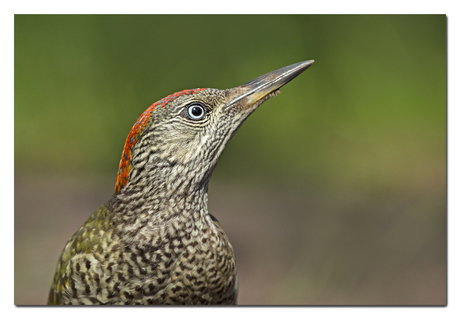 Portret groene specht