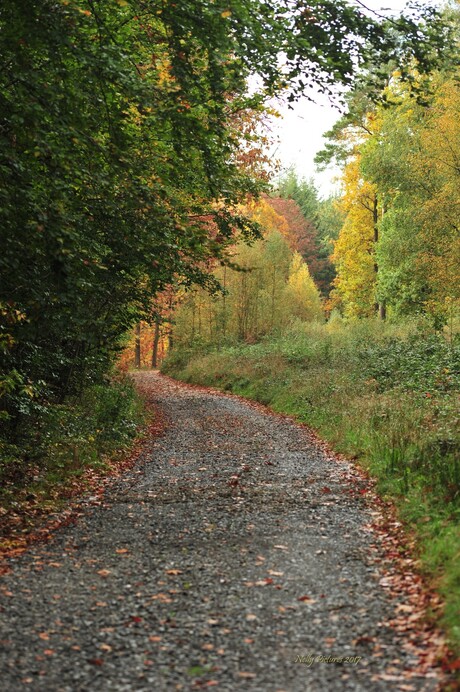 Ardennen in herfstkleur