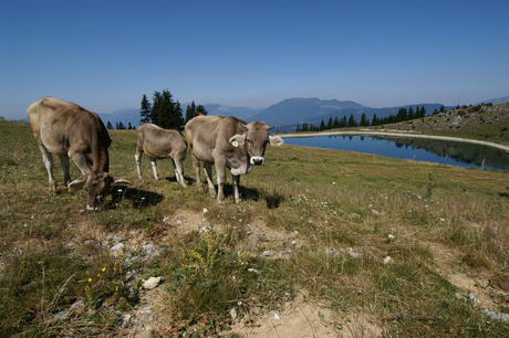 Plateau van Golteh