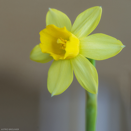 bloem-Narcis