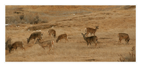 White tail deer