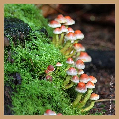 groepje paddenstoelen