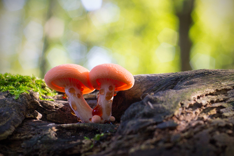 druipende paddestoelen