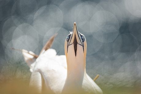 Helgoland