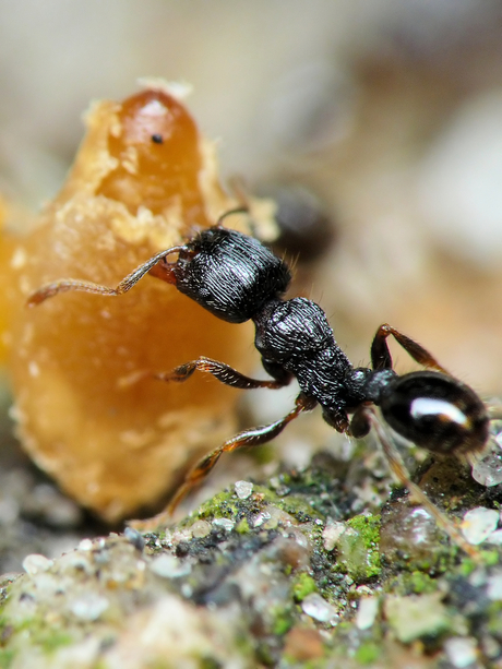 Een kleine mier.