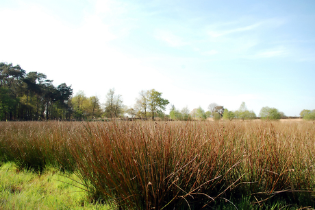 In het riet