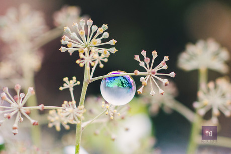 freezing bubble