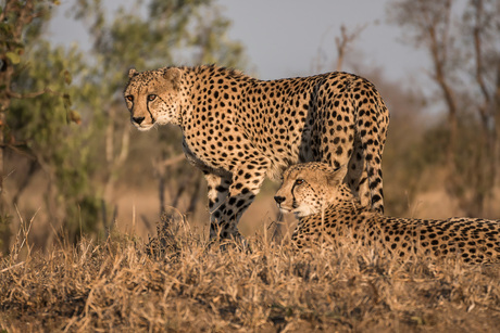 Cheeta's in het ochtendgloren